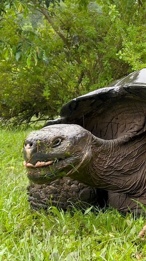 6.5K views · 87 reactions | Am I turtle-y enough for the turtle club?...