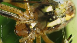 Spider Argiope Bruneni sits on a web and eats a poison-dissolved insect. Macro shot.