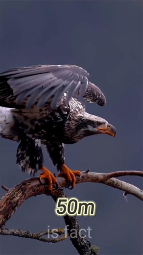 दुनिया का सबसे बेहतरीन मछली पकड़ने वाला पक्षी 😮 | The world’s best fish-catching bird | #shorts