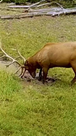 Do you make use of trail cameras to assist you in your elk hunting? | Amanda Freund