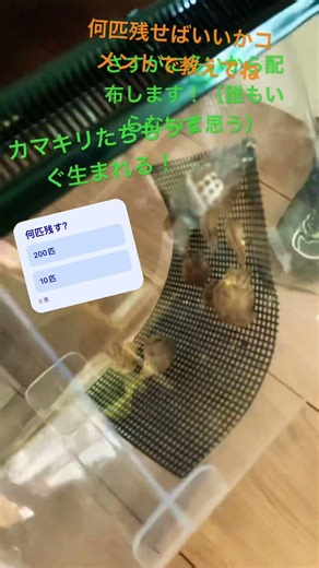 カマキリもうすぐ孵化する！