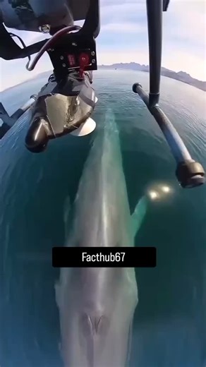 fact hub | "Mind-blown! 🤯 Did you know dolphins are helping us save the oceans? 🌊 This camera on dolphins' backs tracks their movement to monitor sea... | Instagram