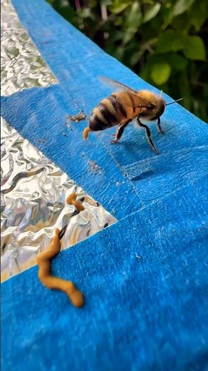 Why Do Bees Pass Honey Mouth to Mouth?