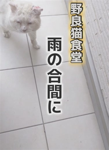 今日は朝から雨でした。一瞬やんだので見に行ったら待っていました。ボスに会うのは久しぶりで、前回ちょっと気になったので耳の写真を獣医に見せていつ来ても良いように薬をもらっていました。何とか塗ることが出来ました。次会う時少しでも良くなっていますように…。 #野良猫 #地域猫 #猫好きさんと繋がりたい #猫のいる暮らし #ねこがいる生活