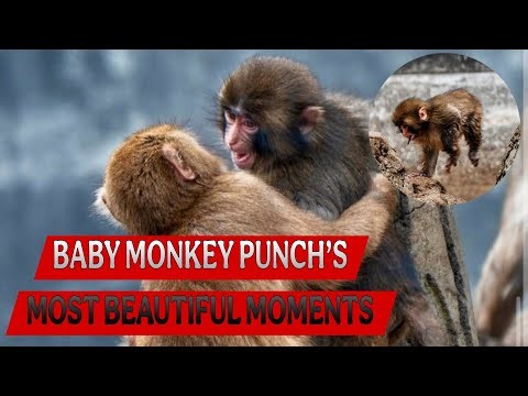 Baby Monkey Punch Kun's Most Peaceful And Beautiful Moment — Once Alone, Now At Peace