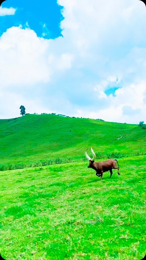 Ibere rya Bigogwe Tourism on Instagram: "Follow @visit_bigogwe . What brings Bigogwe’s green hills to life? It’s the sight of the Inyambo cattle, their majestic horns arching toward the sky as they descend from the hills in a graceful, almost royal procession. These gentle giants, symbols of strength and tradition, move with a calm and deliberate elegance. As they make their way down to the river, their hooves create a rhythmic beat against the earth, a natural song that fills the valley and cap