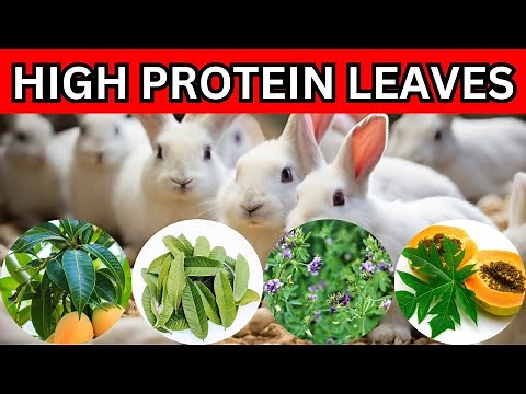 6 MOST Underestimated HIGH PROTEIN LEAVES to Feed Rabbits for FASTER GROWTH and Rabbit WEIGHT GAIN
