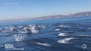 DOLPHIN STAMPEDE: Stunning footage from a marine wildlife tour off the coast of Dana Point, California, shows a pod of hundreds of dolphins porpoising at a high rate of speed in what the crew calls a “stampede.” https://abcn.ws/2LbjrTh | ABC World News Tonight with David Muir