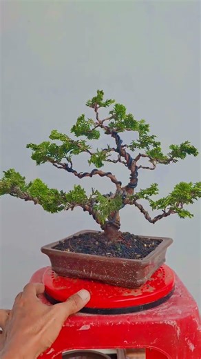 hinoki cypress #bonsai #bonsaijepang #bonsaitree
