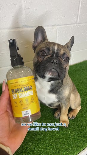 Dry Shampoo Tutorial for Dogs: No Water, No Rinsing