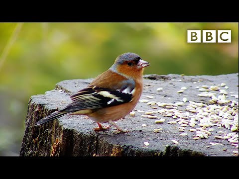 Live Winterwatch: Day 11 ❄️ 2021 🦌 BBC