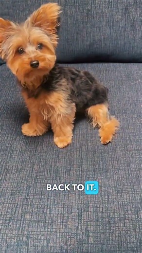 🐶❗️Are you patient with your puppy? If you are a new dog owner or adding a new puppy to your dog