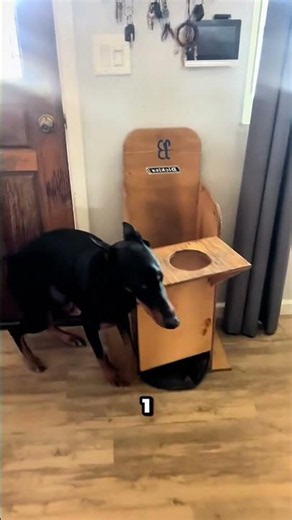 Chaise d'alimentation spécialisée pour chiens souffrant de troubles gastriques