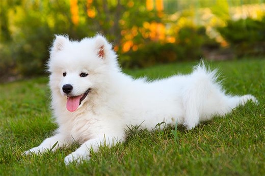 Is the Samoyed a Good Fit for You?