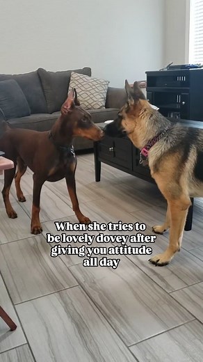 2.1K views · 3.1K reactions | Don't try to be my friend now #pebbles #maximus #germanshepherdsofinstagram #germanshepherd #gsdc#doberman #dobermansofinstagram #doberman_featured #dobermansoftexas | Pretty_Pebbles936 | Facebook
