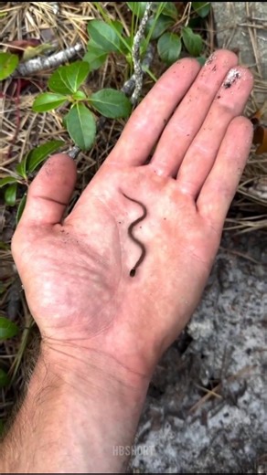 ANIMAL TRANSFORMATION! #cuteanimals #funnyanimals #animals