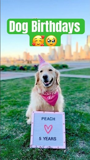 Dog Birthday Video That’ll Melt Your Heart