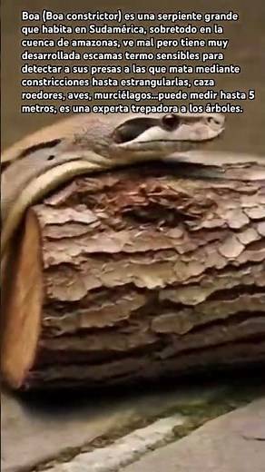 Boa constrictor 🐍 el abrazo mortal