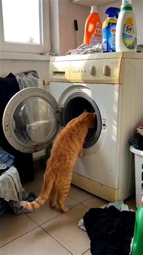 Cat, what are you doing inside the washing machine? #cat #shorts