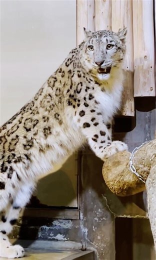 First Steps Alone | Young Snow Leopard Himel 🐆