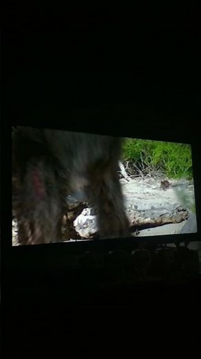 Walking With Beasts Whale Killer Shark Eats Apidium