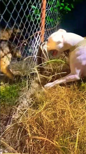 The Dogo Argentino… #worldcup2026 #dogoargentino #getyourpet