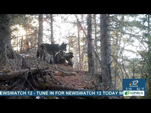 Wisconsin Wolf Advisory Committee says wolf population is nearing its ceiling at DNR meeting