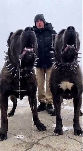 The Biggest Pit Bulls in the World!