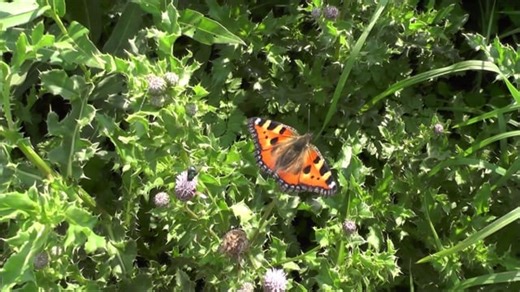 Free video - Butterfly, Insect, Wing, Marking