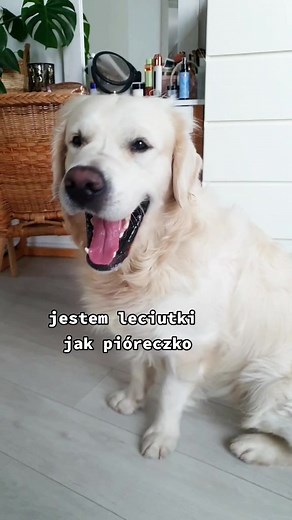 na bank się pomylili... #goldenretriever #dog #pies #piesek #kochampsy