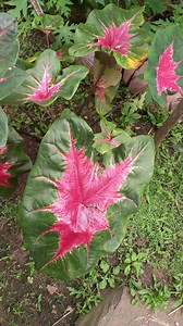 Caladium Bicolor 100 Seed - Green Pink Bicolor Leaves PG - Etsy Canada