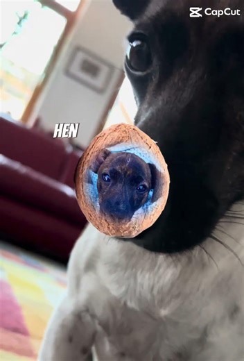 Lissy is a coconut 🥥 #lissy #puppy #dog #pets