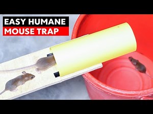 Super Easy Humane Paper Mouse Trap Bucket | DIY Rat Trap Homemade