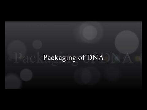 Packaging Of DNA
