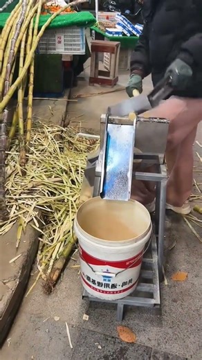 Demonstration of sugar cane cutting technique