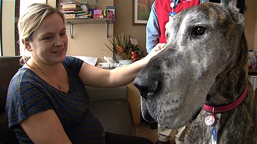 Puppy being trained to take over for beloved St. Cloud Hospital therapy dog