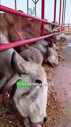 MOST INFLUENTIAL BULL OF THE GYR BREED 🐂🧐💦 #bulls #famous #agriculture