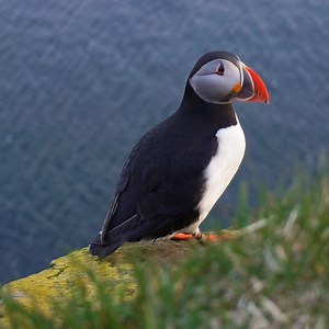 26K views · 988 reactions | Visit Iceland's scenic cliffs alone for these adorable puffins!  | Tastemade Travel | Facebook