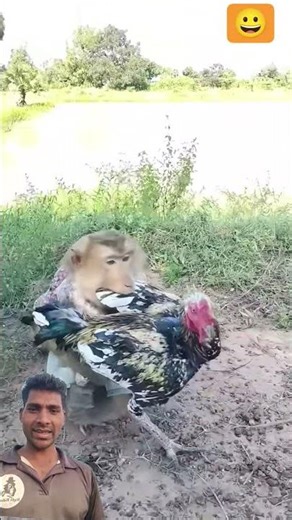 Monkey Catches Rooster’s Leg 🐒🐓 | #shorts