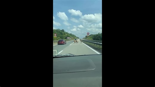 Cows seen running on road stun driver in Malaysia