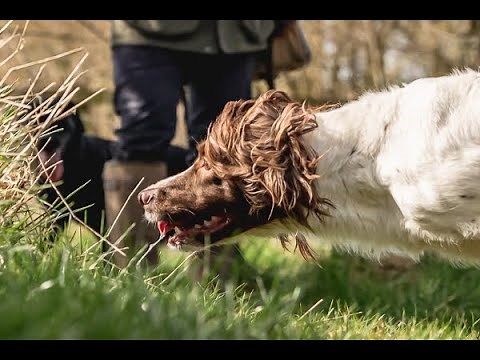 The Field Trial Dog