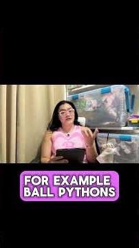 Ball Python Price & Morph Guide – What You Need to Know