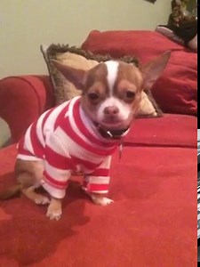 112K views · 6.3K reactions | CHOCOs story of Thanksgiving......The Bayflower, The Pildrums and The Inniums....❤️ | Choco the Macho Chihuahua | Facebook