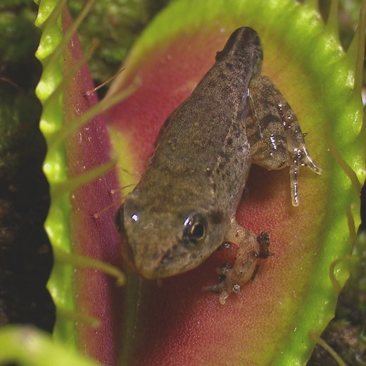 369K views · 1.2K reactions | Interesting facts about carnivorous plants  | Goodful | Facebook