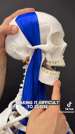 Brilliant explanation of Fascial Tension and how to stretch it. Give it a try! | Back To Health Chiropractic & Neuropathy - LaPorte IN