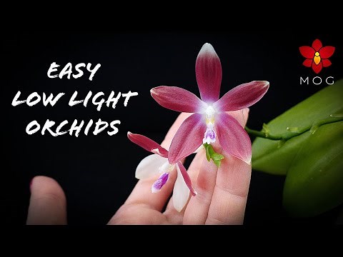 5 Easy Orchids for Low Light! | Orchid Care Tips for Beginners