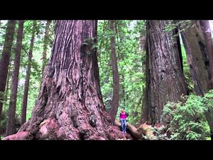 California Camping @ Kamp Klamath in the heart of the Redwoods