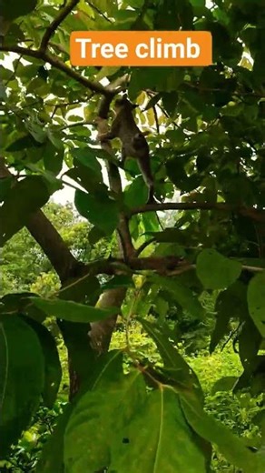 Practice and Use | Master Every Skill ,, Cat practice video 📷 #shorts #viral #ytshort