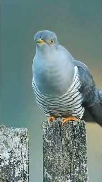Original birds sound & beautiful #beautifulworld #birdssounds #birdslover #birdslife #birds