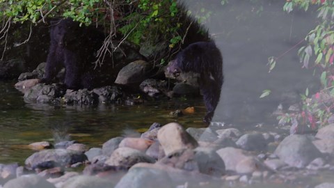 You'll be glad this North American bear is extinct